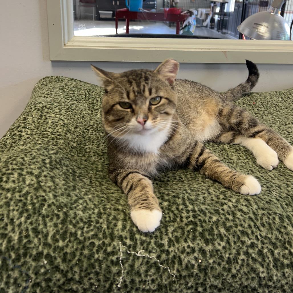 Boy George, Adoptable, Adult Male Domestic Short Hair.