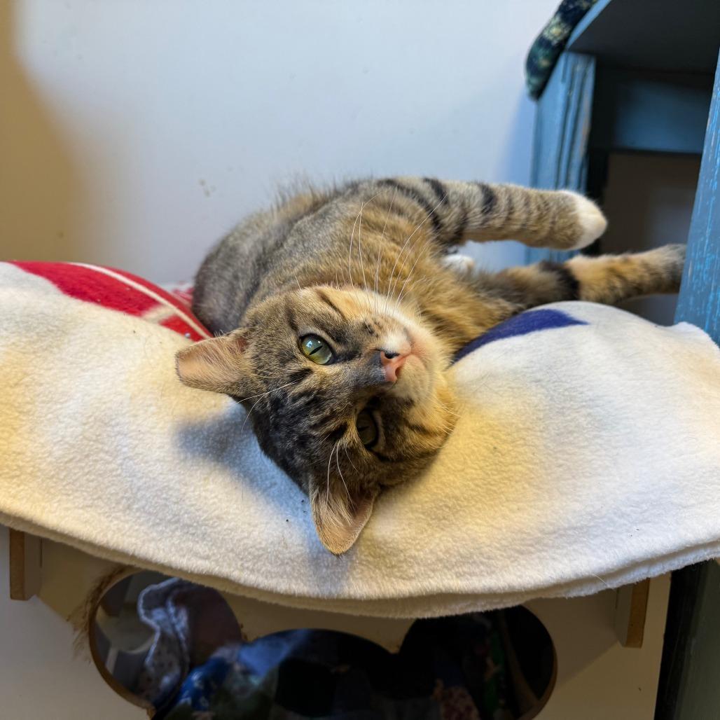 Enlarge Boy George, a Adoptable Domestic Short Hair in Richmond, IN image 2/6