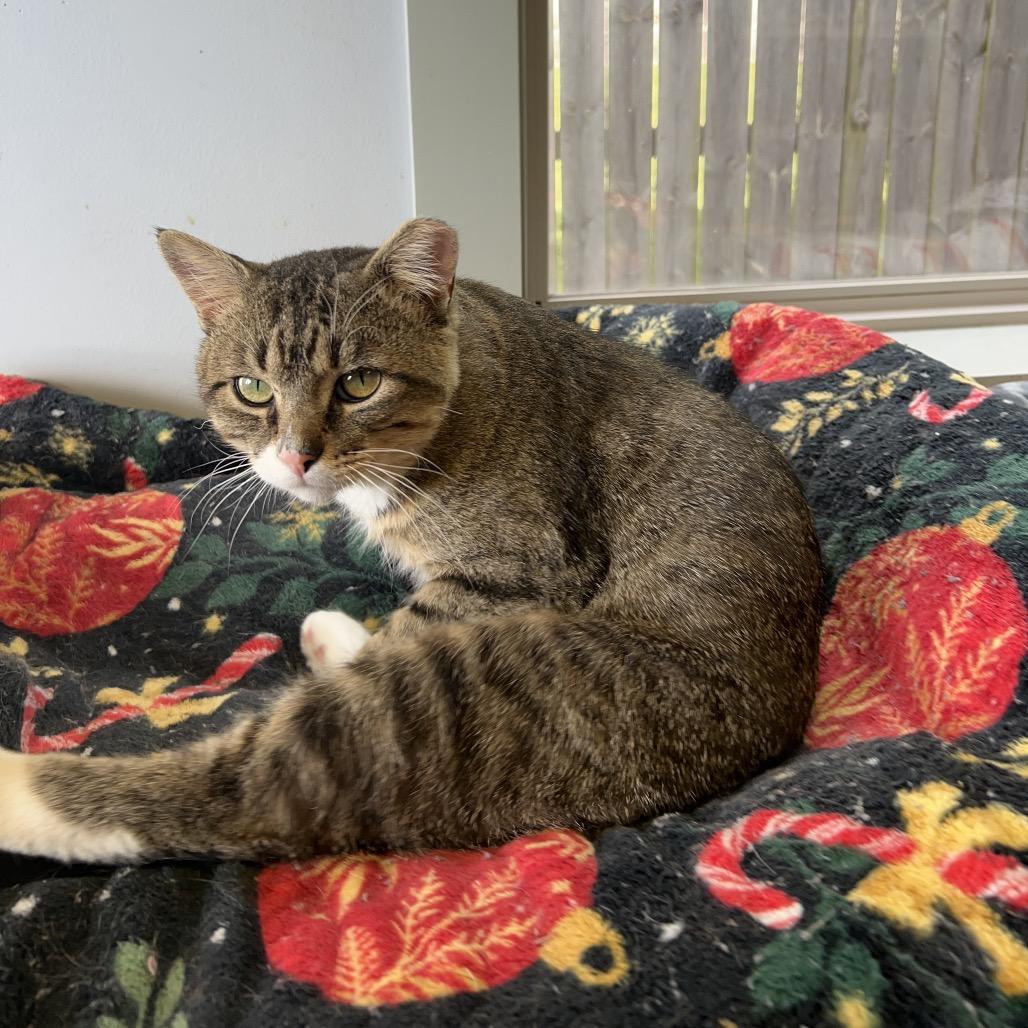 Enlarge Boy George, a Adoptable Domestic Short Hair in Richmond, IN image 3/6