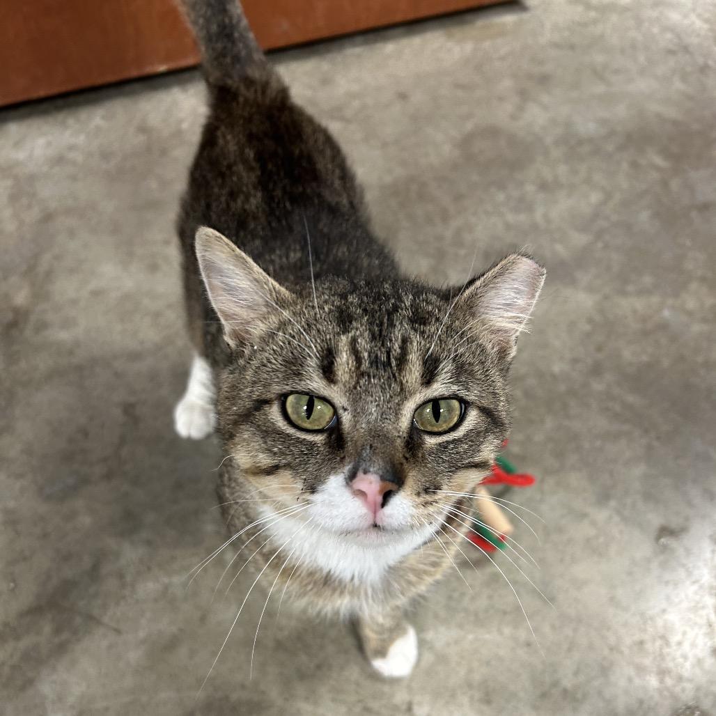 Enlarge Boy George, a Adoptable Domestic Short Hair in Richmond, IN image 4/6