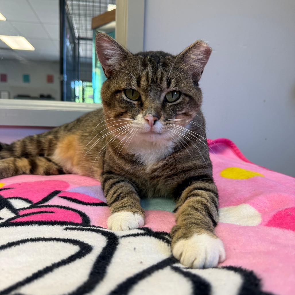 Enlarge Boy George, a Adoptable Domestic Short Hair in Richmond, IN image 5/6