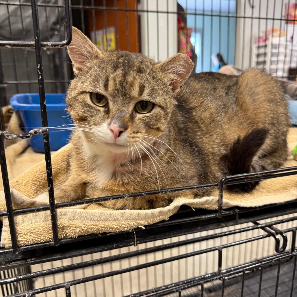 Enlarge Boy George, a Adoptable Domestic Short Hair in Richmond, IN image 6/6