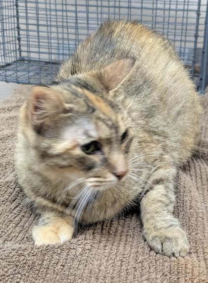 Enlarge Tigerlilly, a Adoptable mixed breed in New Albany, IN image 1/1