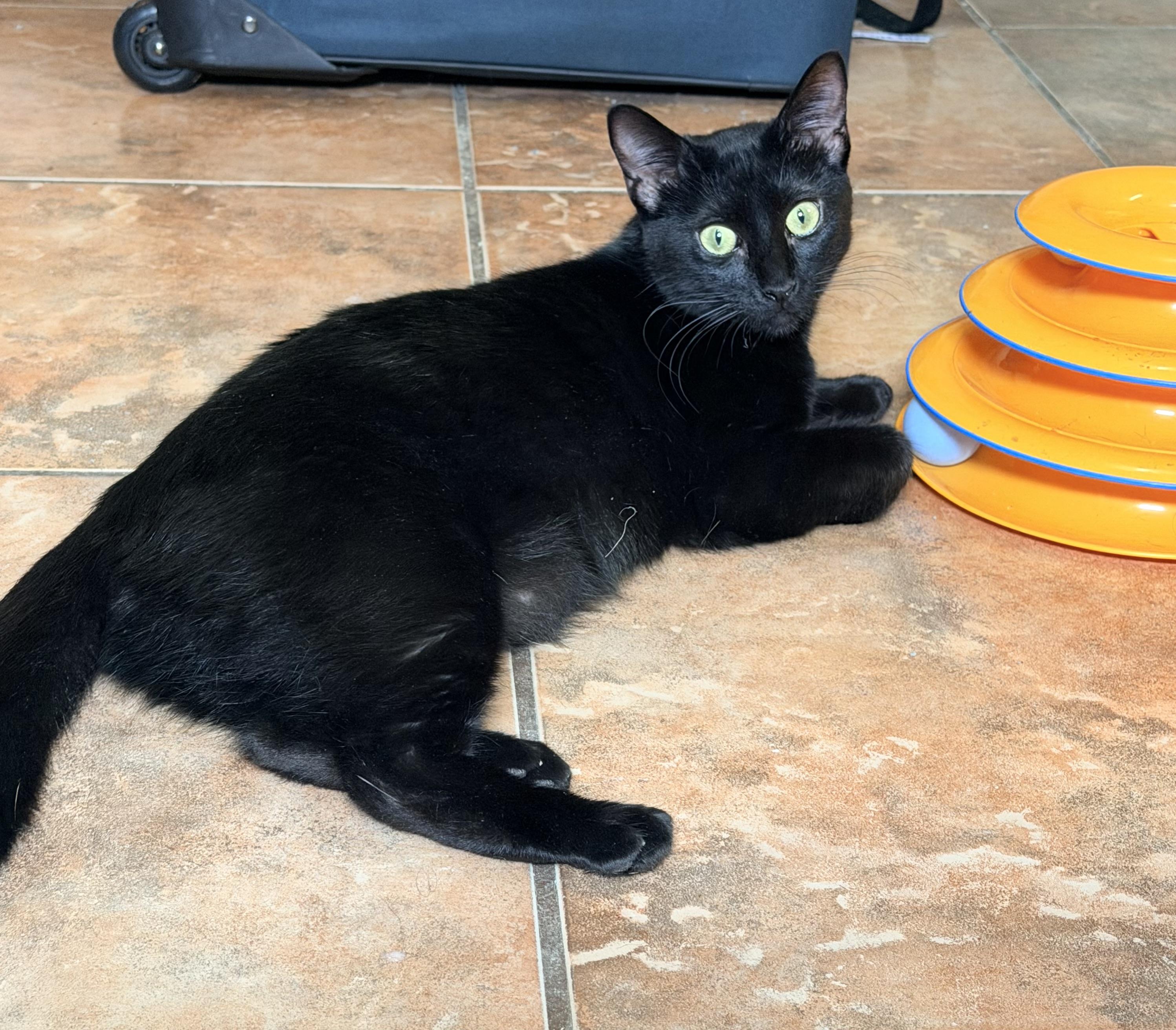Enlarge Zelda (TS), a ADOPTABLE Domestic Short Hair in Schertz, TX image 4/4