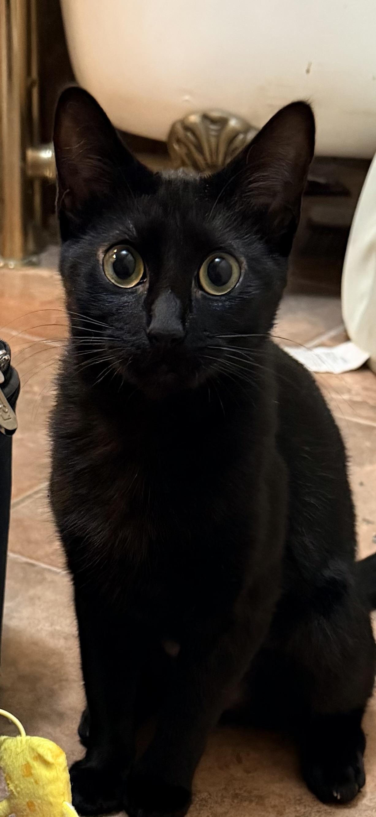 Zelda (TS), ADOPTABLE, Kitten Female Domestic Short Hair.