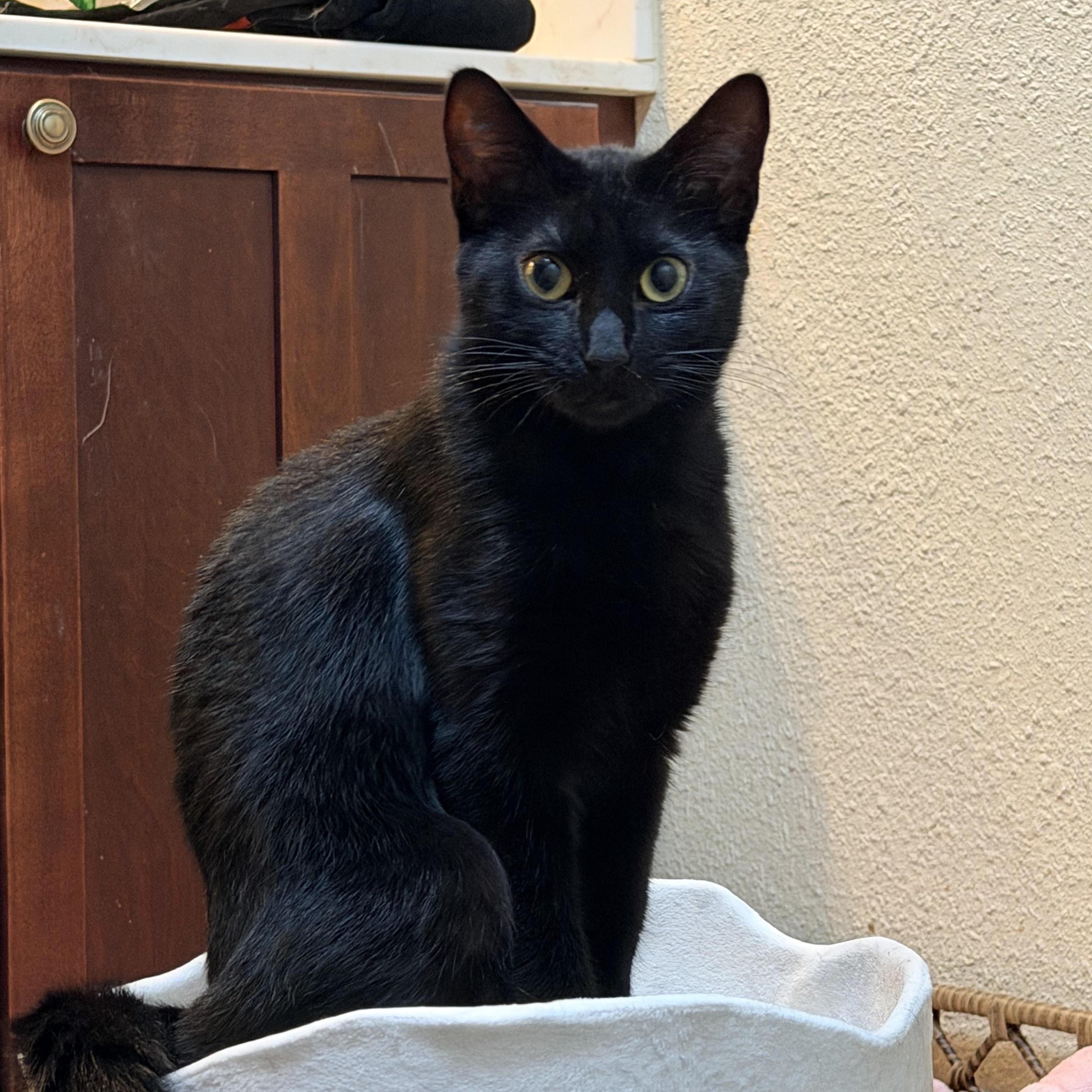 Enlarge Zelda (TS), a ADOPTABLE Domestic Short Hair in Schertz, TX image 2/3