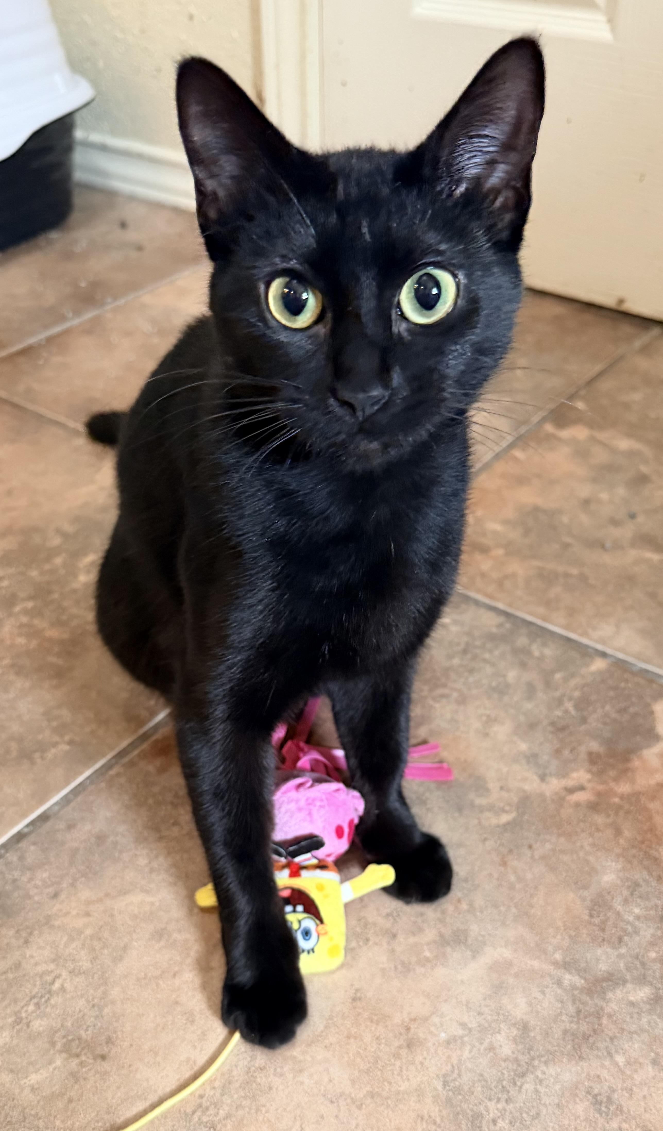 Enlarge Zelda (TS), a ADOPTABLE Domestic Short Hair in Schertz, TX image 3/3