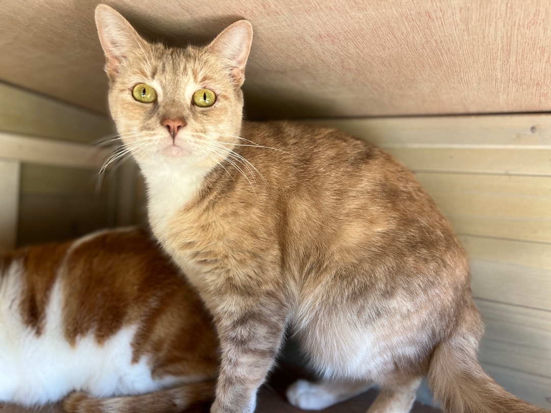 Kadie, a Adoptable Domestic Short Hair in Palmyra, VA image 1/6