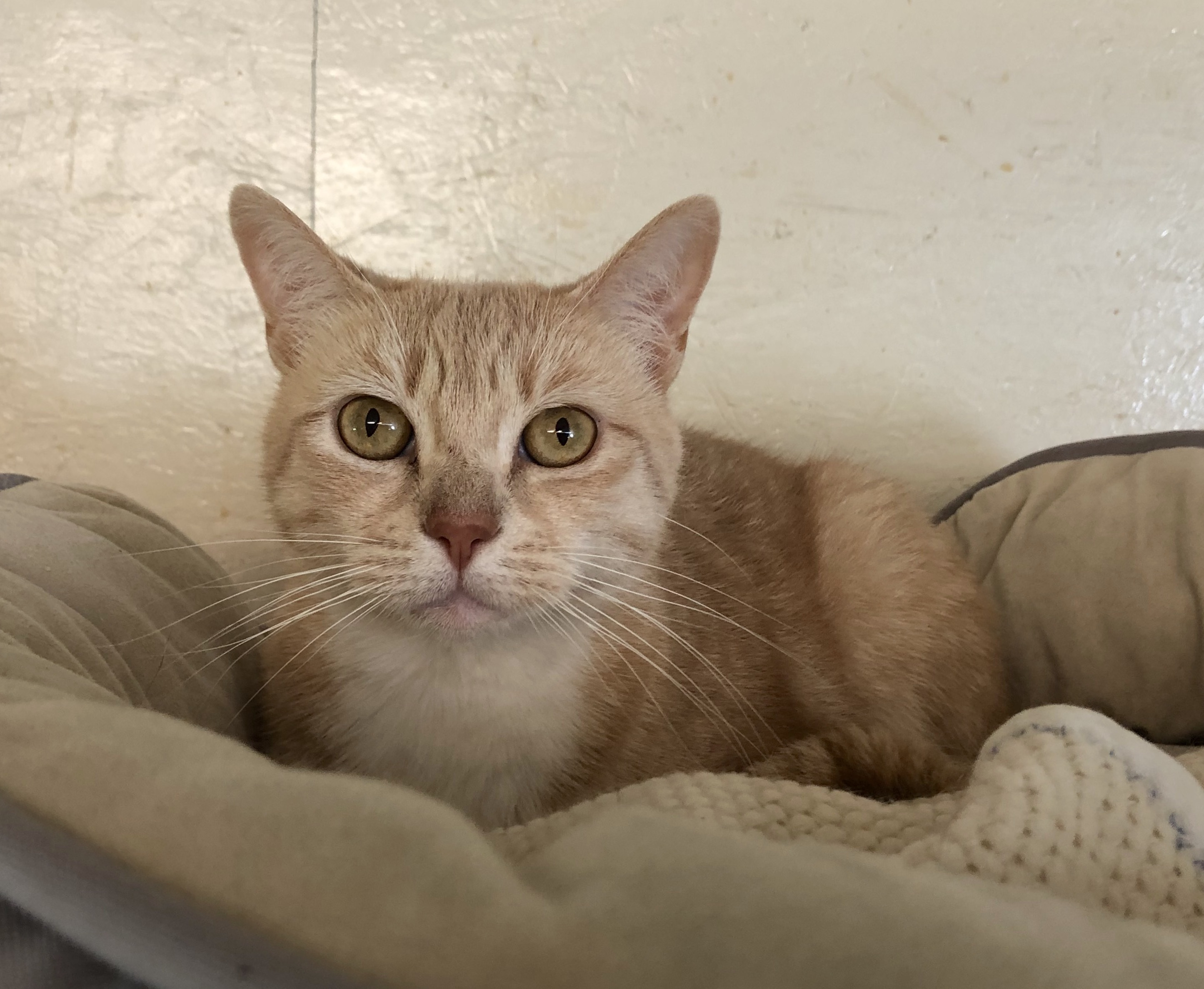 Kadie, a Adoptable Domestic Short Hair in Palmyra, VA image 2/6