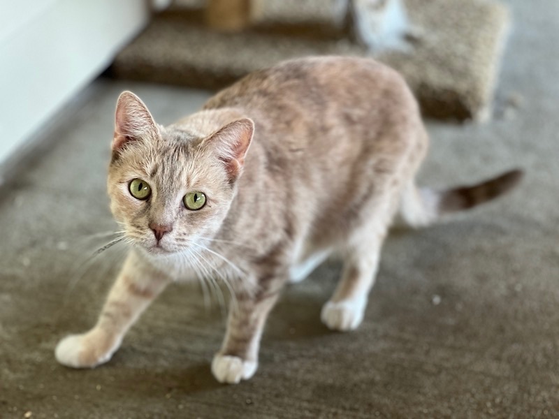 Kadie, a Adoptable Domestic Short Hair in Palmyra, VA image 3/6