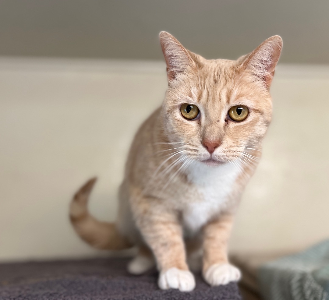 Kadie, a Adoptable Domestic Short Hair in Palmyra, VA image 4/6