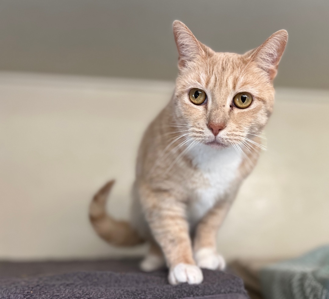 Kadie, a Adoptable Domestic Short Hair in Palmyra, VA image 5/6