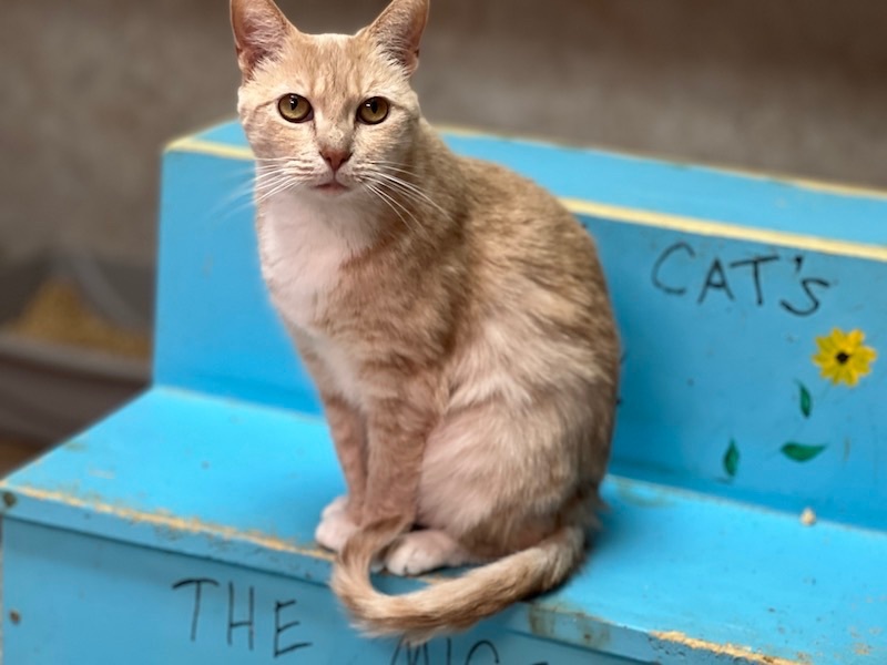 Kadie, a Adoptable Domestic Short Hair in Palmyra, VA image 6/6