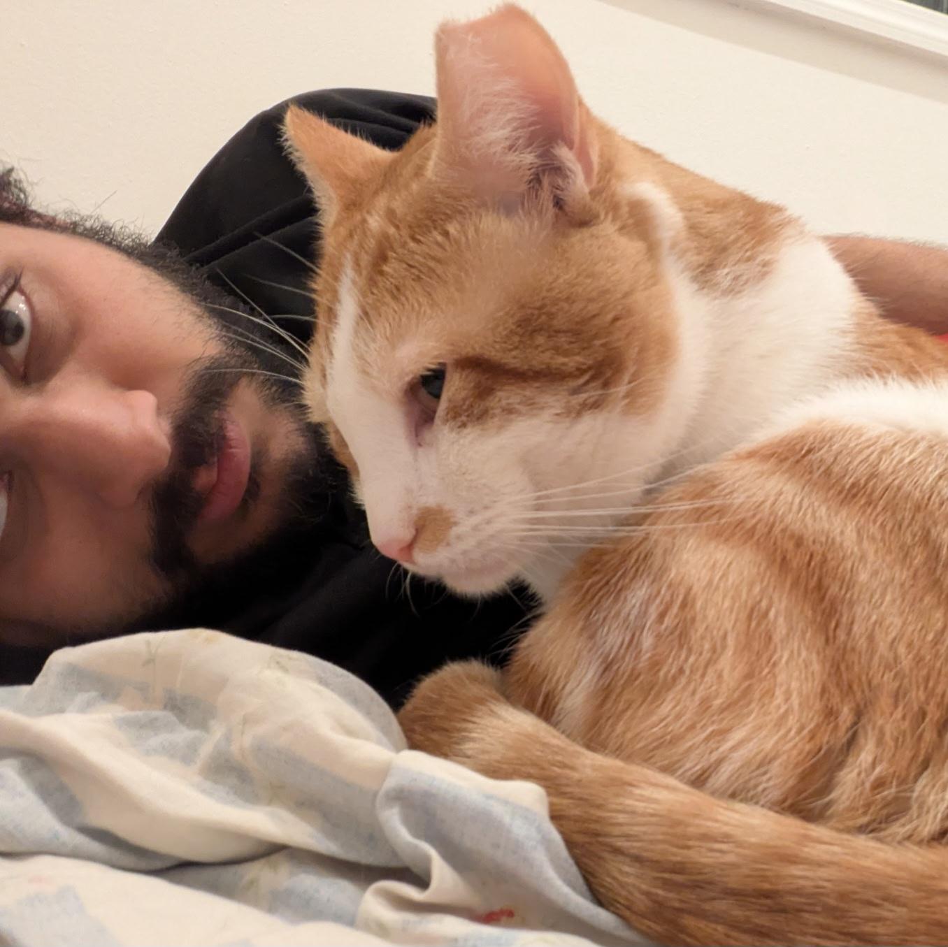 Jancy, a Adoptable Domestic Short Hair in New York, NY image 4/6