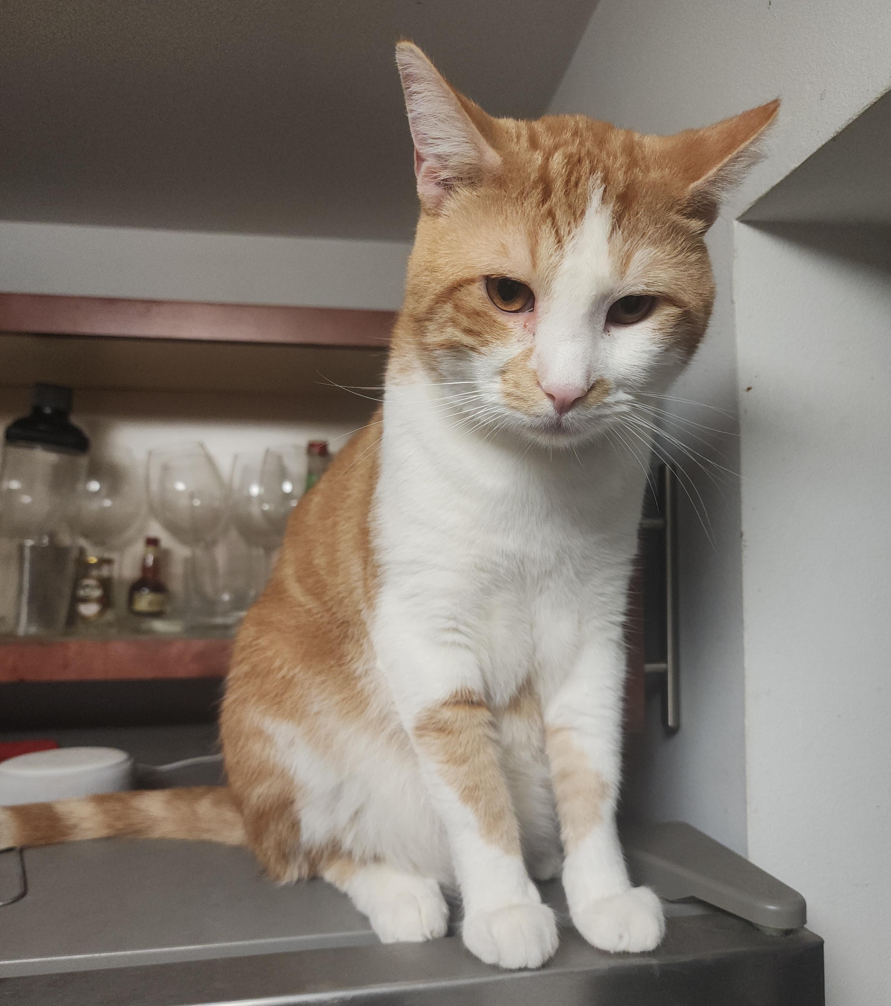 Jancy, a Adoptable Domestic Short Hair in New York, NY image 6/6