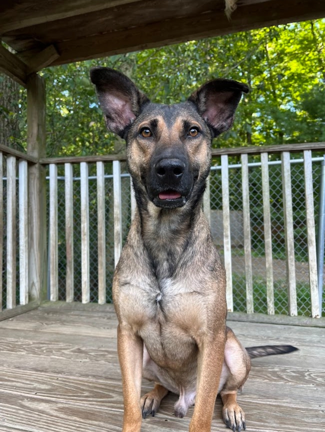 Enlarge Tex, a Adopted German Shepherd Dog in Sharon, CT image 2/5