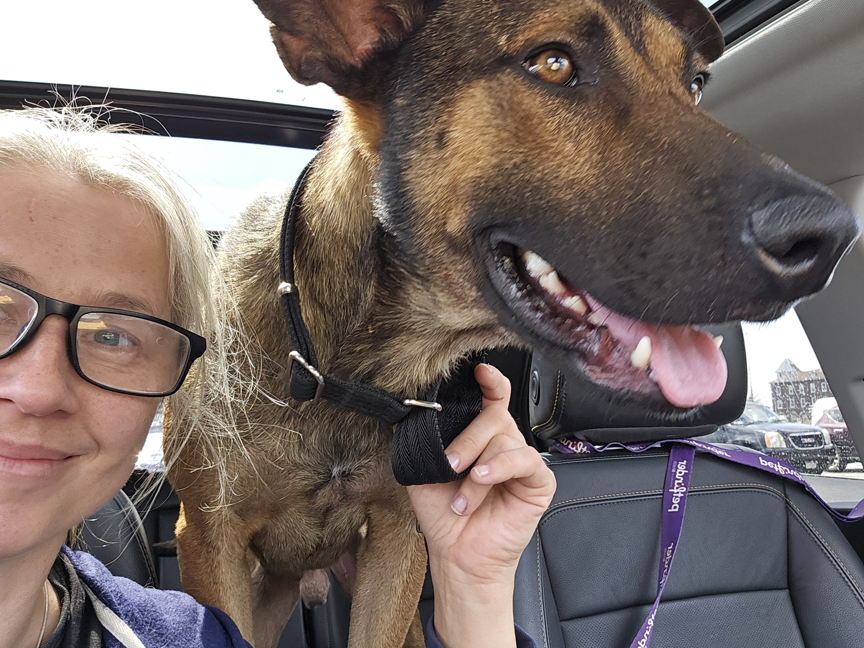 Enlarge Tex, a Adopted German Shepherd Dog in Sharon, CT image 1/5