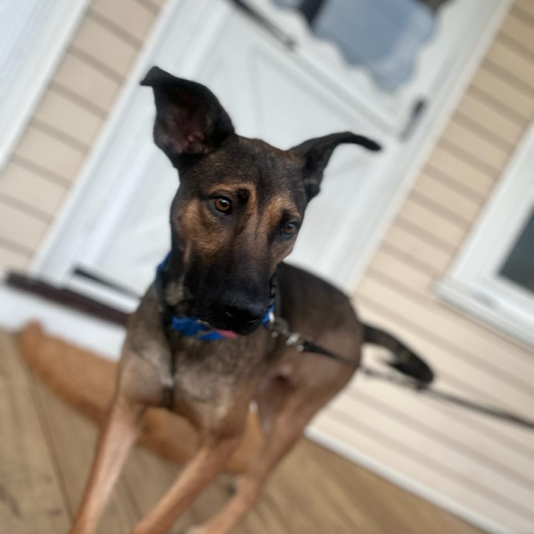 Enlarge Tex, an adoptable German Shepherd Dog in Sharon, CT image 1/4