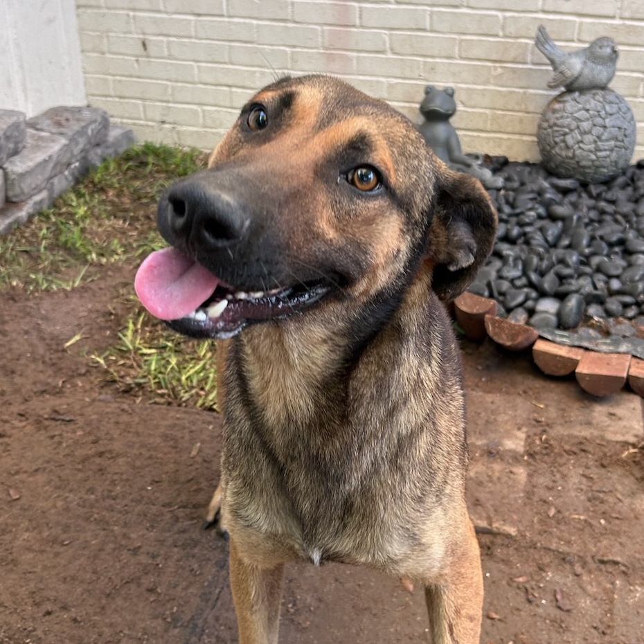 Enlarge Tex, an adoptable German Shepherd Dog in Sharon, CT image 2/4