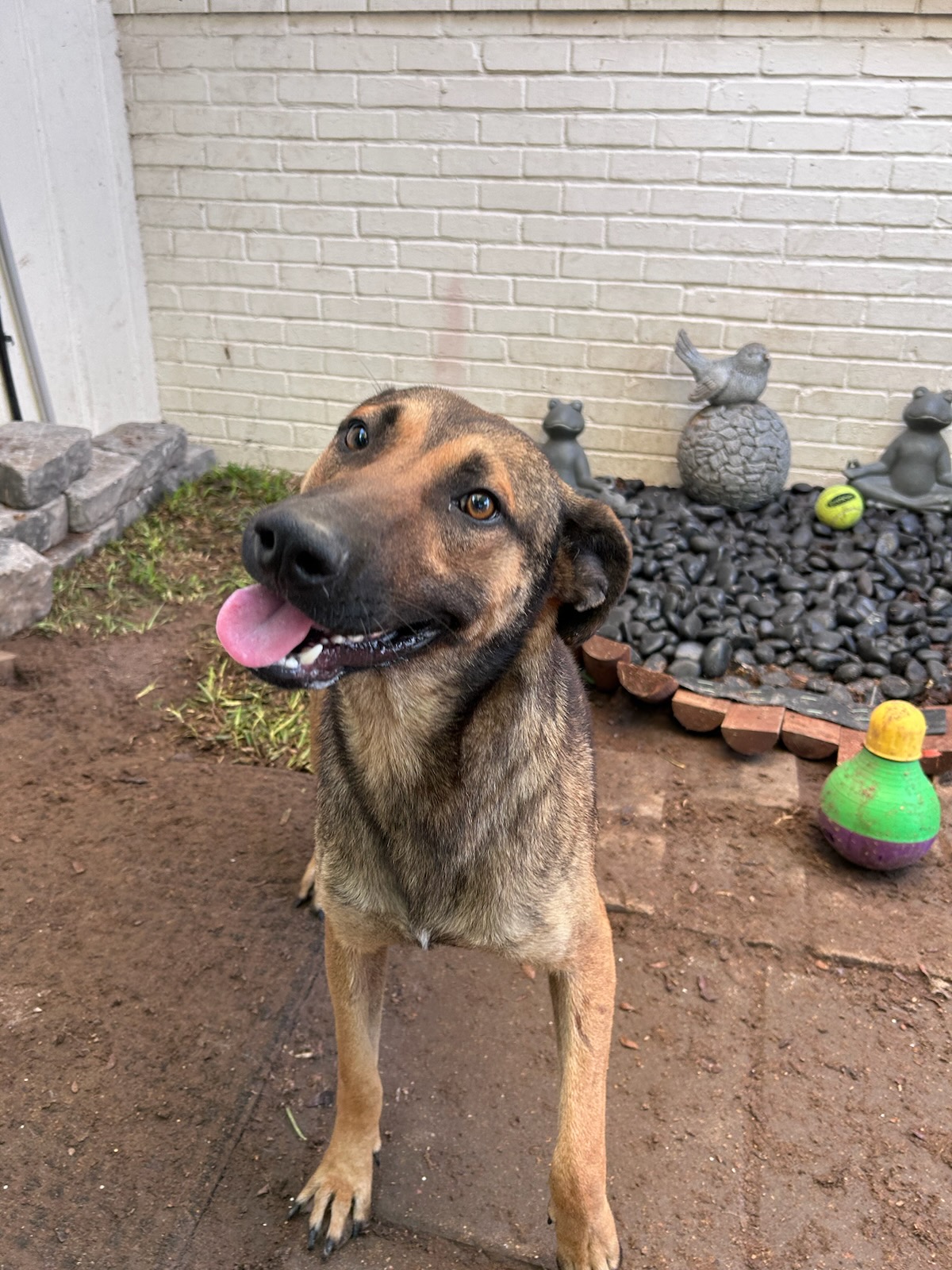 Enlarge Tex, a Adopted German Shepherd Dog in Sharon, CT image 3/5