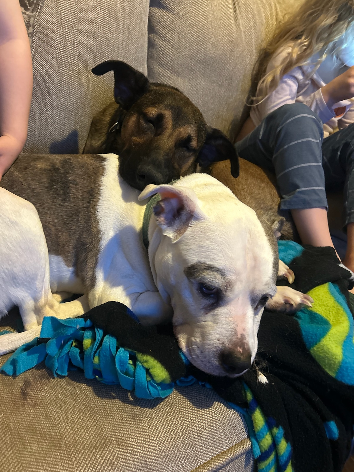 Enlarge Tex, a Adopted German Shepherd Dog in Sharon, CT image 4/5