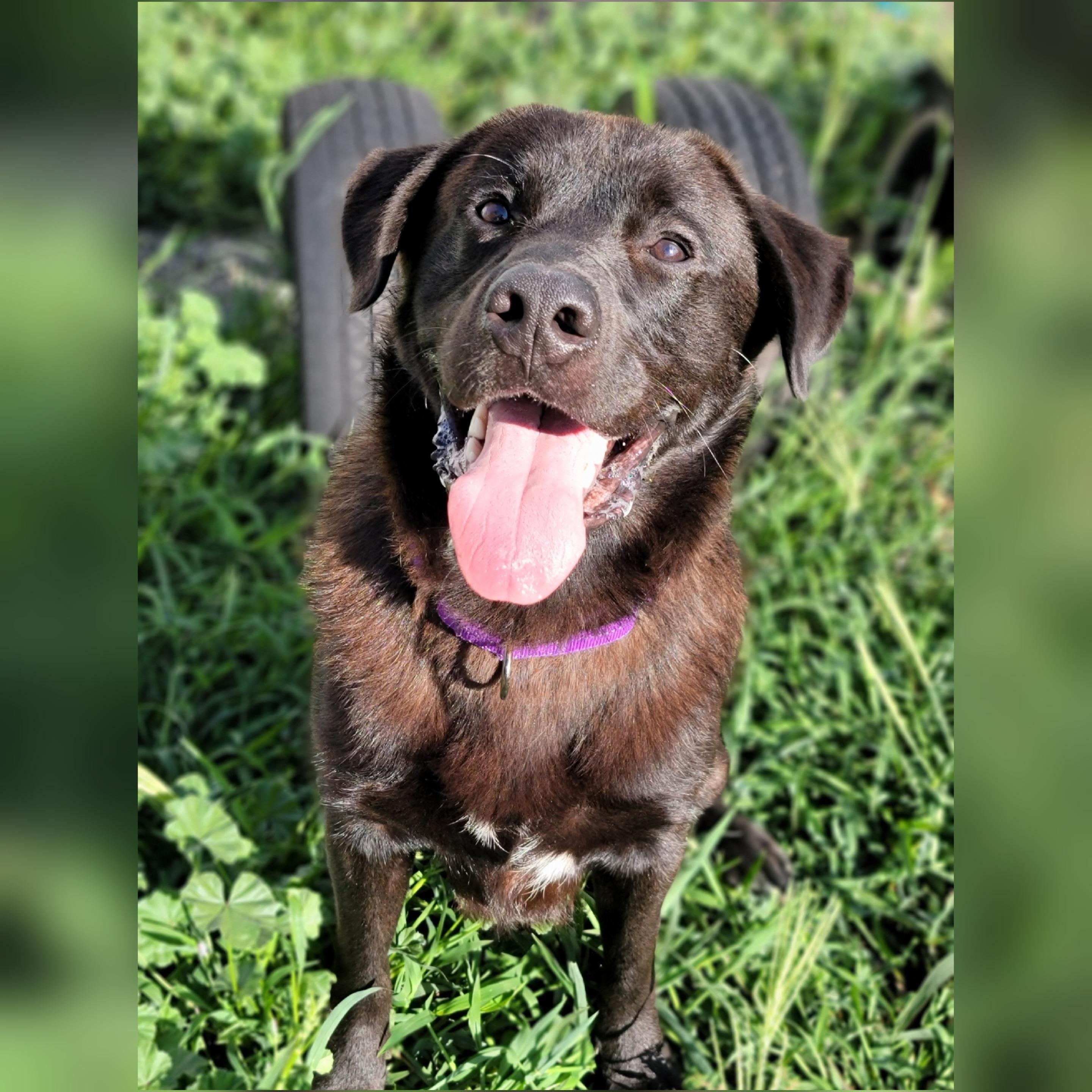 Enlarge Auggie, a Adoptable mixed breed in Hornell, NY image 2/2