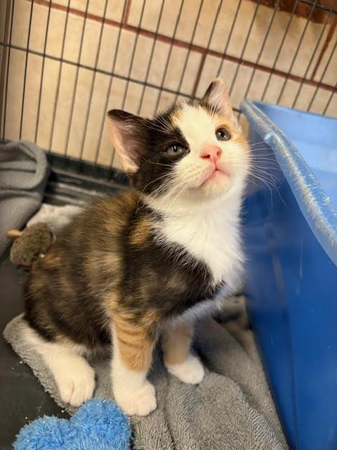 Enlarge Hannah, an adopted Calico in Centralia, IL image 2/2