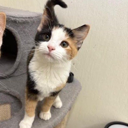 Enlarge Hannah, an adopted Calico in Centralia, IL image 1/2