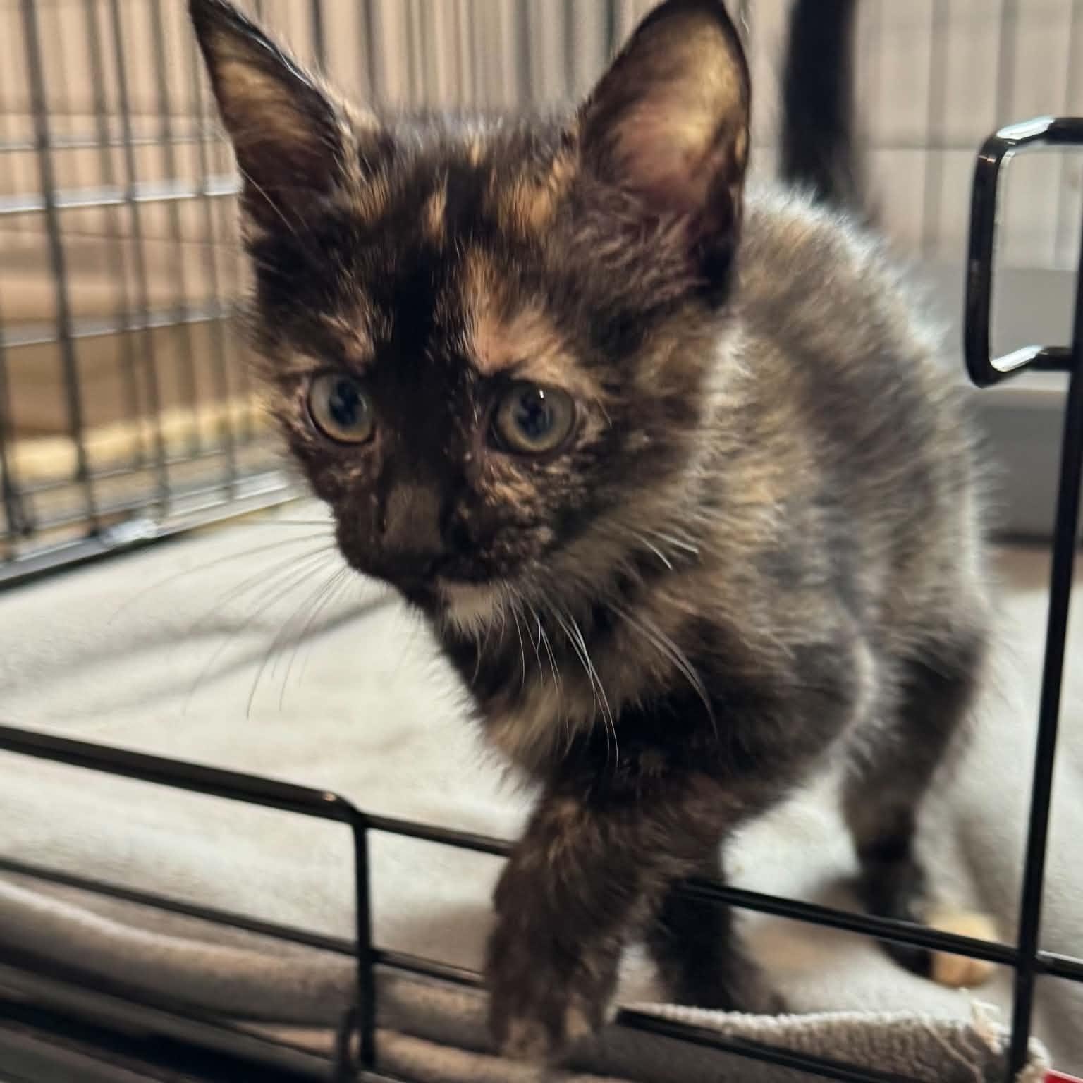 Enlarge Jade, a Adoptable American Shorthair in Danbury, CT image 2/3
