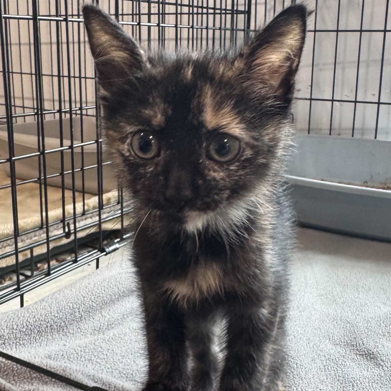 Jade, Adoptable, Kitten Female American Shorthair.