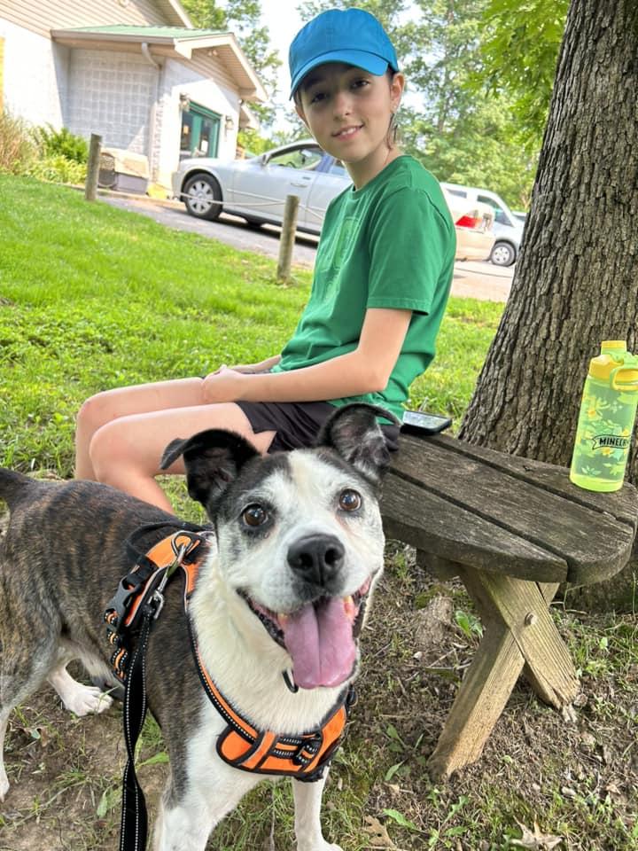 HENRY, ADOPTABLE, Senior Male Terrier.
