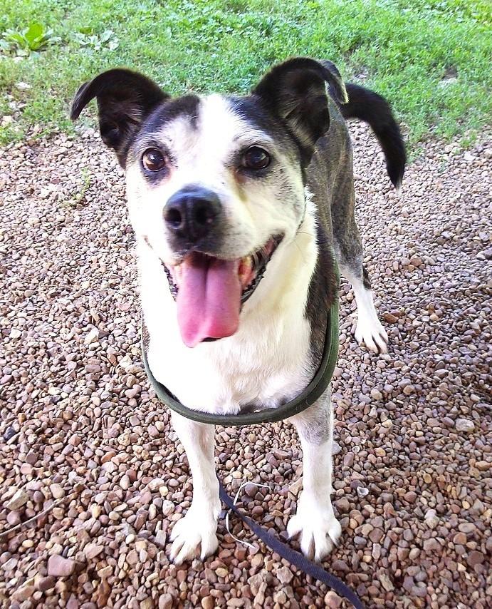 Enlarge HENRY, a ADOPTABLE mixed breed in Pegram, TN image 3/6