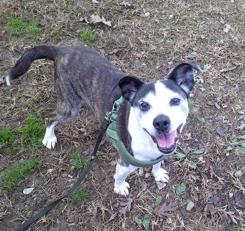 Enlarge HENRY, a ADOPTABLE mixed breed in Pegram, TN image 6/6