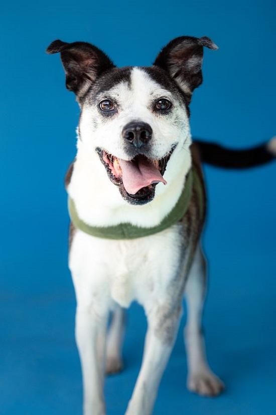 Enlarge HENRY, a ADOPTABLE mixed breed in Pegram, TN image 6/6