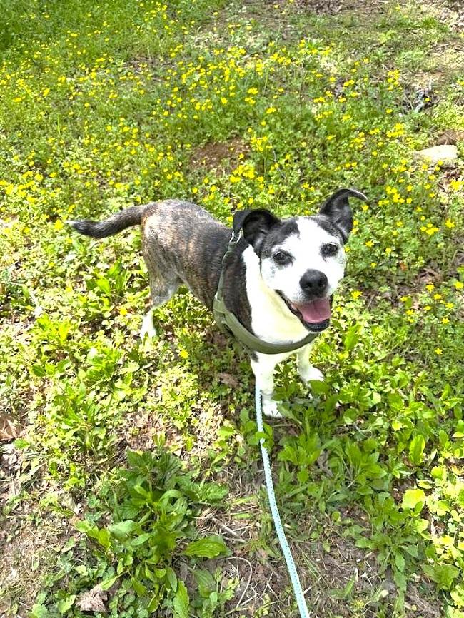 HENRY, ADOPTABLE, Senior Male Terrier.