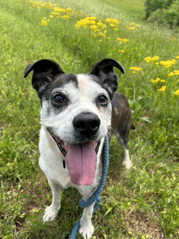 HENRY, Adoptable, Senior Male Terrier.