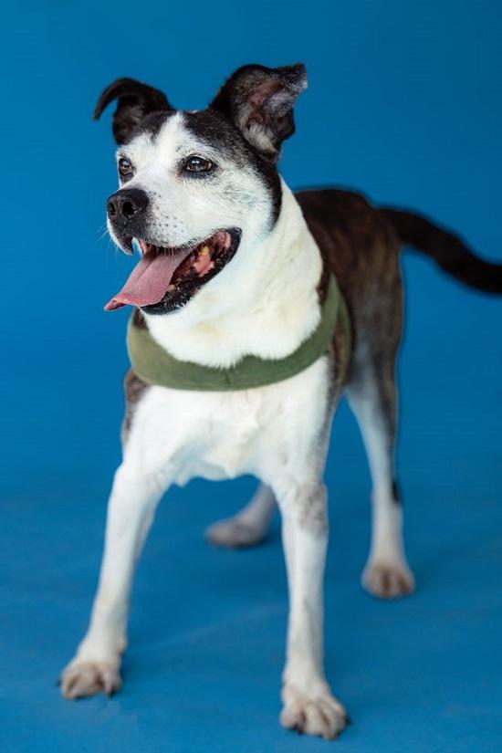 Enlarge HENRY, a ADOPTABLE mixed breed in Pegram, TN image 1/6