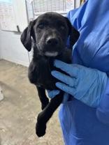 Squeaks, a ADOPTABLE Black Labrador Retriever in Georgetown, SC image 2/2