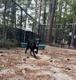 Squeaks, ADOPTABLE, Puppy Female Black Labrador Retriever.