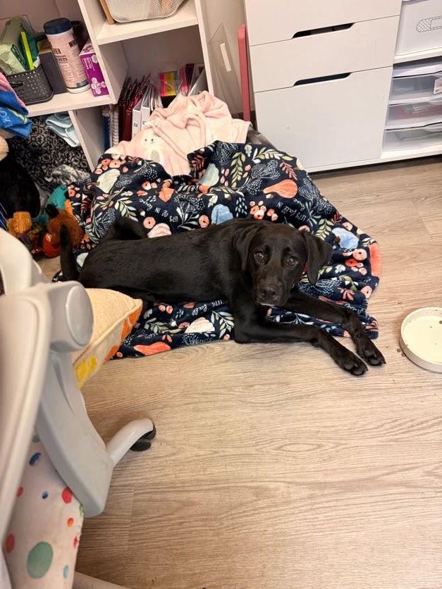 Squeaks, ADOPTABLE, Puppy Female Black Labrador Retriever.