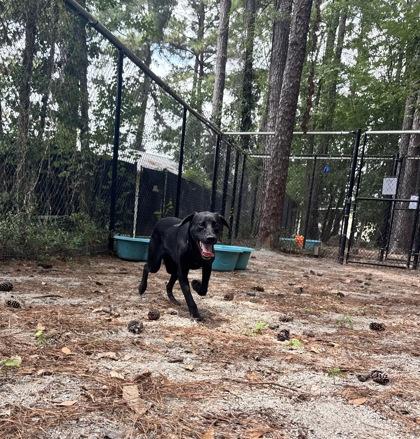 Enlarge Squeaks, a ADOPTABLE Black Labrador Retriever in Georgetown, SC image 2/3