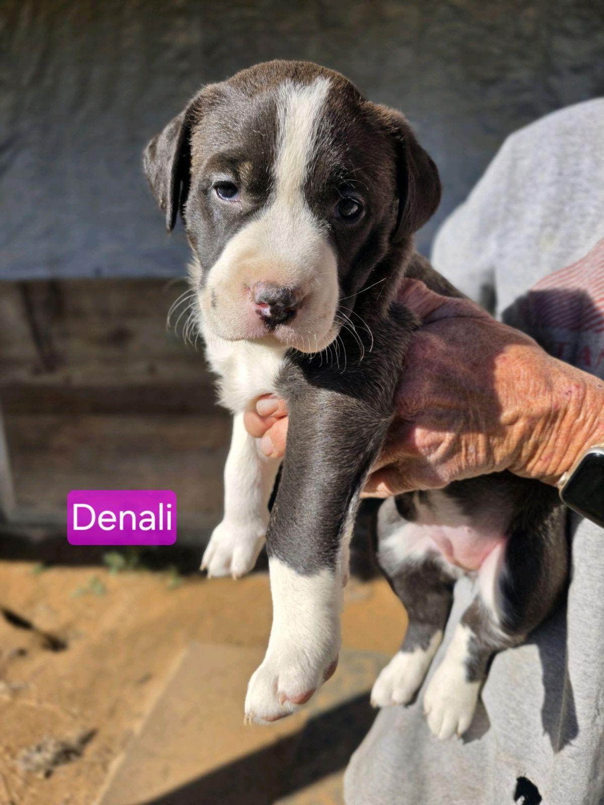 Enlarge Denali, a Adoptable mixed breed in Luling, TX image 1/1