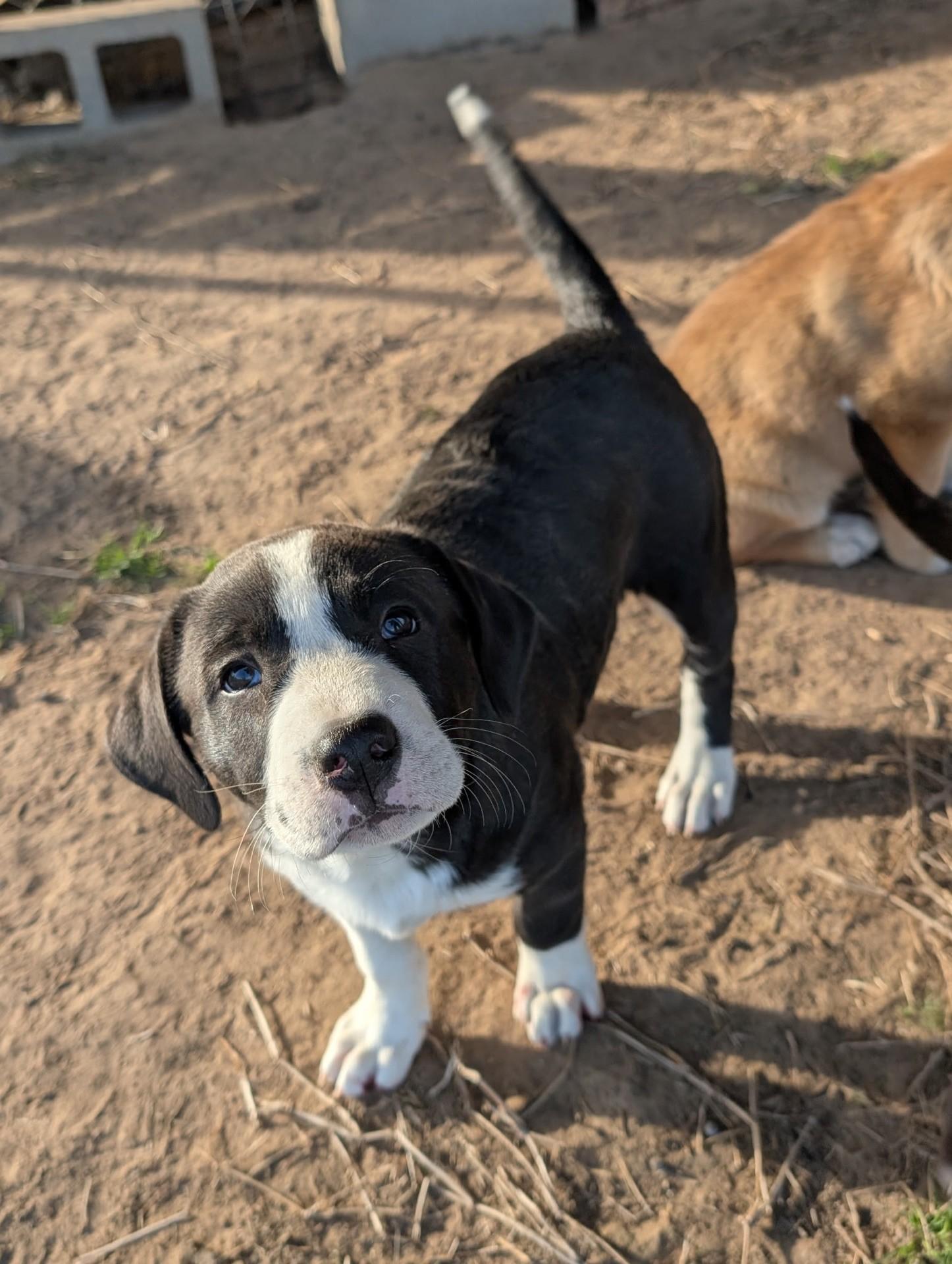 Denali, Adoptable, Puppy Female Bullmastiff & Great Pyrenees.