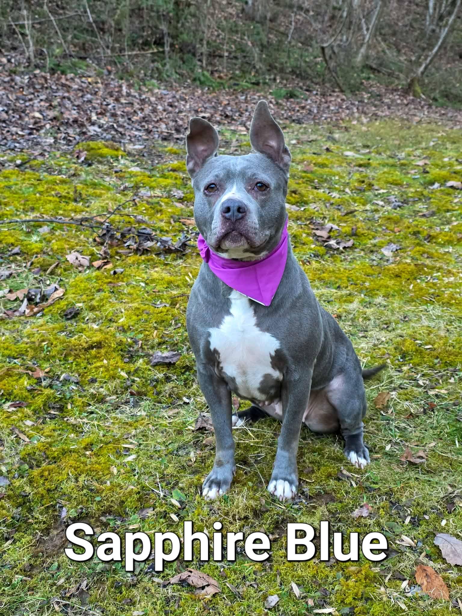 SAPPHIRE BLUE, ADOPTABLE, Adult Female Pit Bull Terrier.