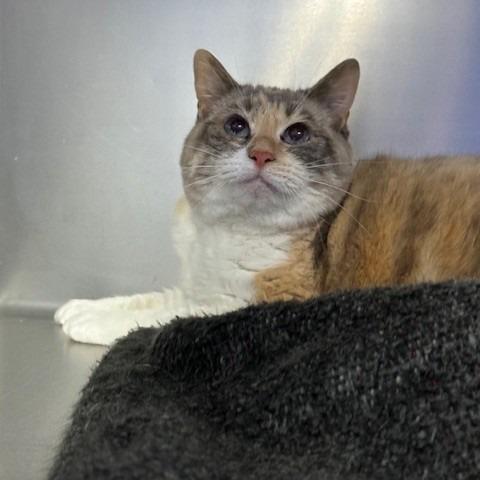 Bella Kitten Whiskers, a Adoptable Domestic Short Hair in Coos Bay, OR image 2/2