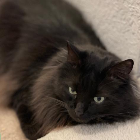 Maddox, Adoptable, Adult Male Domestic Long Hair.