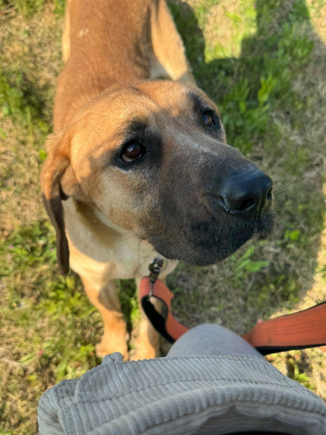 Enlarge Annika, an adopted mixed breed in North York, ON image 2/5