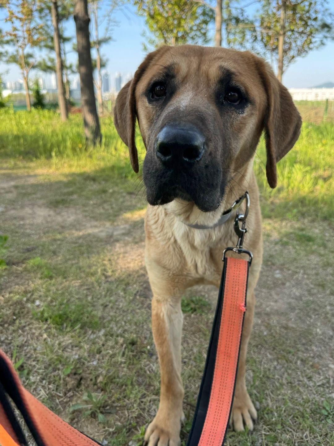 Annika, adopted, Adult Female Great Dane.
