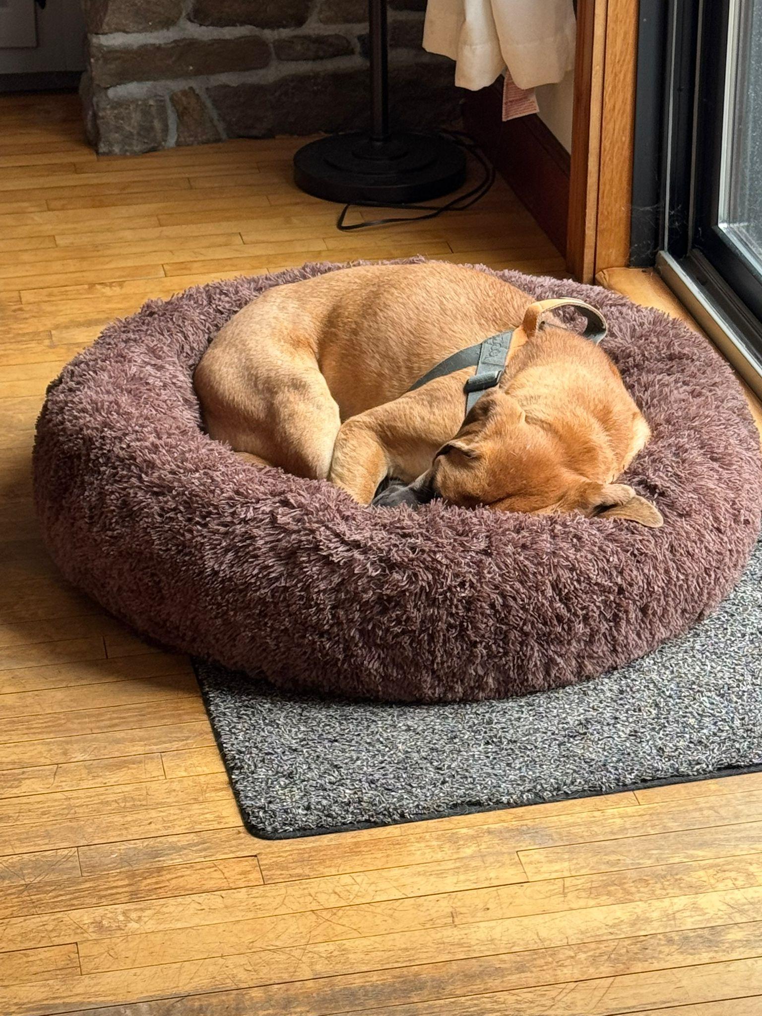 Enlarge Annika, an adopted mixed breed in North York, ON image 3/5