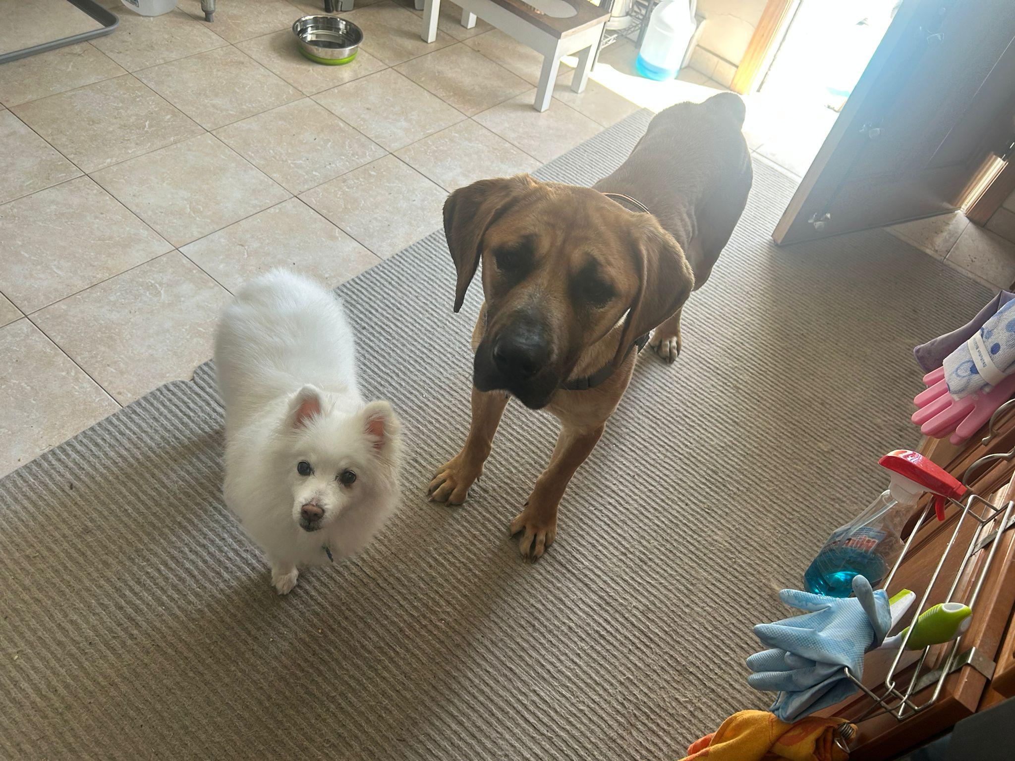 Enlarge Annika, an adopted mixed breed in North York, ON image 4/5